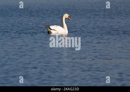 Ein stuter Schwan, Cygnus olor, schwimmt an einem Herbsttag in Iowa auf dem Mississippi River. Stockfoto