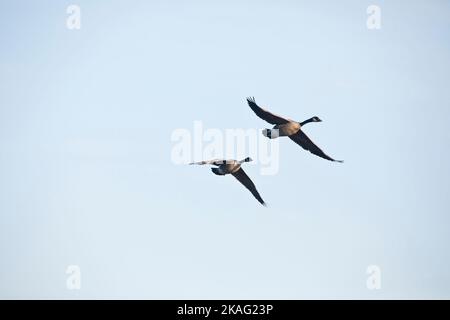 Zwei Gänse, Branta canadensis, fliegen an einem Herbsttag in Iowa isoliert über dem Himmel mit Textfläche gegen den klaren blauen Himmel. Stockfoto