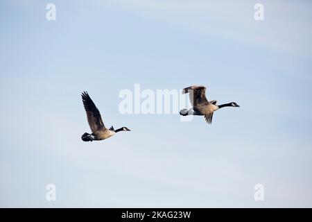 Zwei Landgänse, Branta canadensis, fliegen an einem Herbsttag in Iowa in einem klaren blauen Himmel. Stockfoto