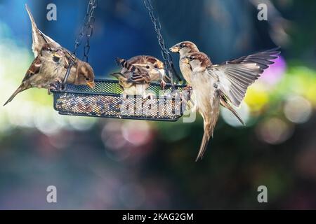 Haus Sperlinge Fütterung im Herbst Vogelfutterhäuschen Stockfoto