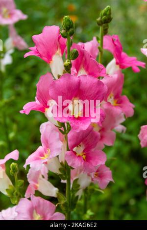 Leuchtend rosa snapdragon-Blüten (Antirrhinum majus) aus einem Sherbet Toned Chantilly Mix blühen in einem Hausgarten. Stockfoto