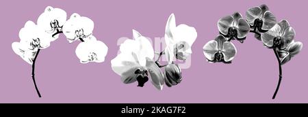 Grafische Gravur Set Orchideen. Phalaenopsis realistische Illustration grafische Gravur Stockfoto