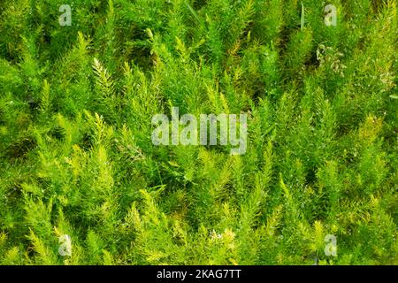 Grünpflanzen von Spargel Fern Sämlinge im Gewächshaus angebaut Stockfoto