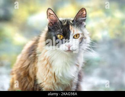 Calico Katze mit intensivem starren Stockfoto