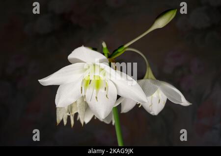 Weiße Blüten auf schwarzem Hintergrund, Eucharistia grandiflora Eucharistis amazonica , Amaryllidaceae. Stockfoto