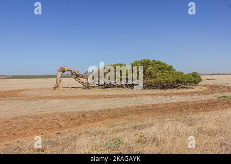 Schiefe Tresse von Greenough in Western Australia, Australien. Stockfoto