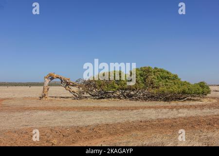 Schiefe Tresse von Greenough in Western Australia, Australien. Stockfoto