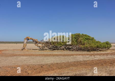 Schiefe Tresse von Greenough in Western Australia, Australien. Stockfoto