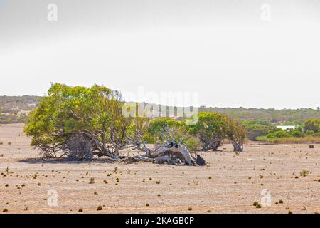 Schiefe Tresse von Greenough in Western Australia, Australien. Stockfoto