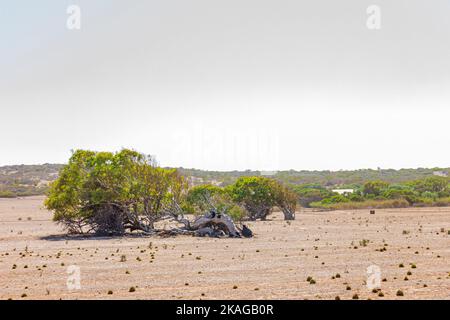 Schiefe Tresse von Greenough in Western Australia, Australien. Stockfoto