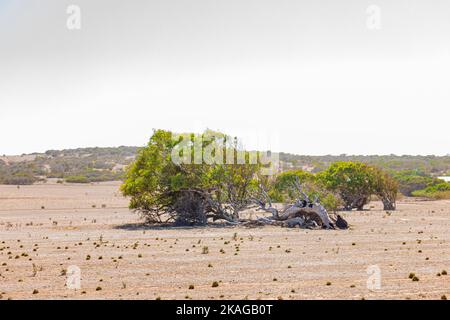 Schiefe Tresse von Greenough in Western Australia, Australien. Stockfoto