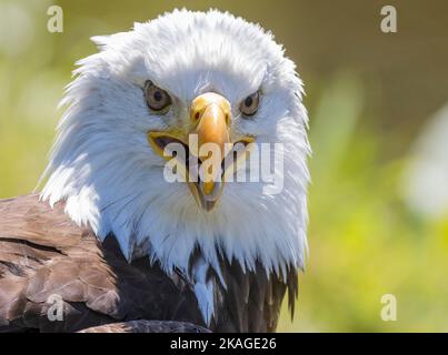 Nahaufnahme des nordamerikanischen Weißadlers mit Blick auf die Kamera, Seitenansicht, Schnabel, offener Haliaeetus leucocephalus Stockfoto