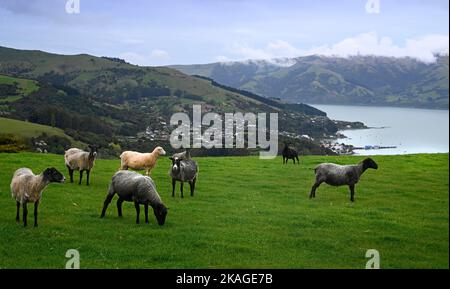 Dorset schwarz gesichtige Schafe grasen auf dem Hügel über Akaroa Stadt, Neuseeland Stockfoto