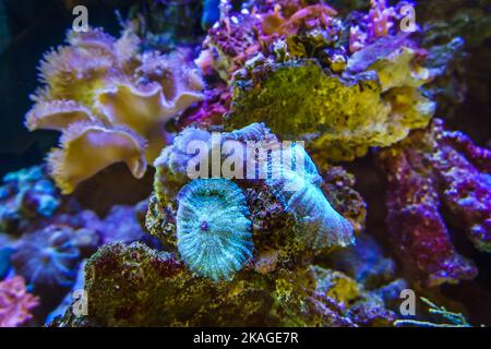 Erstaunlich farbenfrohe Salzwasser Coral Reef Aquarium Tank. Stockfoto