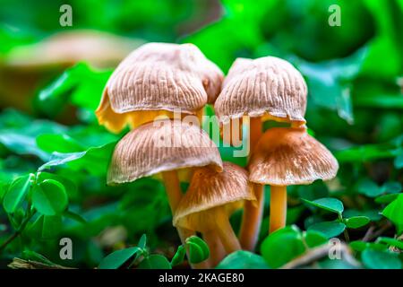 Wunderschöne Wildpilze, die während der Regenzeit in Singapur auf dem Grasfeld sprießen. Stockfoto