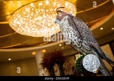 Doha, Katar, Mai 01,2022 : Arabischer Falcon mit Lederhaube auf Falconer's Glove. Stockfoto