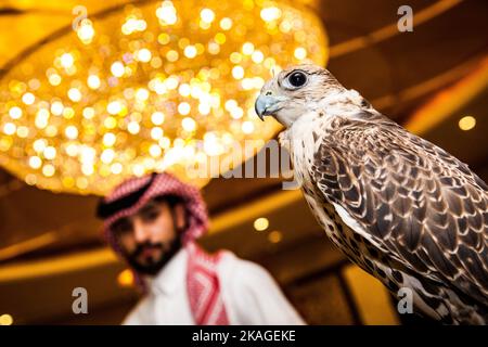 Doha, Katar, Mai 01,2022 : Arabischer Falcon mit Lederhaube auf Falconer's Glove. Stockfoto