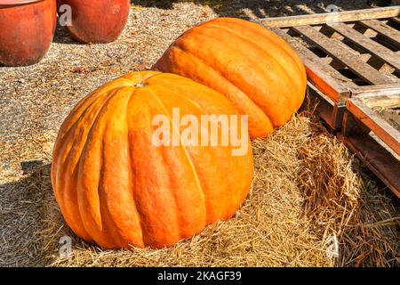 Ein paar Kürbisse, die in einem Markt und Baumschule am Straßenrand von Blowing Rock in den Bergen von North Carolina ausgestellt wurden. Stockfoto