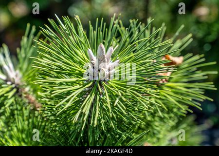 Nahaufnahme einer blühenden Kiefer in einem Markt am Straßenrand und Baumschule von Blowing Rock in den Bergen von North Carolina. Stockfoto