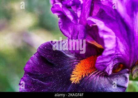 Detail der purpurnen Iris, die im Hof in den Bergen von Fleetwood in North Carolina blüht. Stockfoto