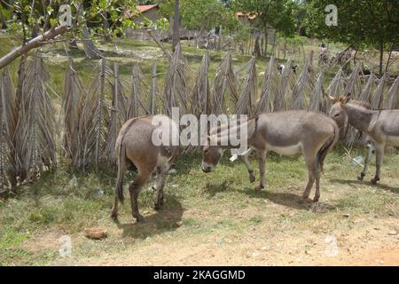 Wilde Esel in den Straßen, Sri Lanka Stockfoto