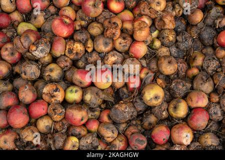 Haufen fauler Äpfel liegen auf dem Boden. Kompost für Bioabfälle. Lebensmittel entsorgen. Gartenreinigung im Herbst. Natürlicher Abfall Stockfoto