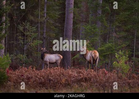 Elch in Clam Lake, Wisconsin. Stockfoto