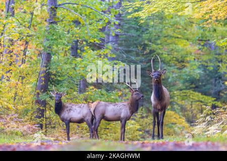 Elch in Clam Lake, Wisconsin. Stockfoto