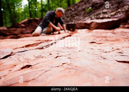 Eschbach, Deutschland. 20. September 2022. Sebastian Voigt, Museumsdirektor am Urweltmuseum Burg Lichtenberg, arbeitet an einer Ausgrabungsstätte auf der Madenburg. Quelle: Uwe Anspach/dpa/Alamy Live News Stockfoto