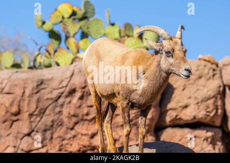 Ein Dickhornschafe auf dem Feld von Tucson, Arizona Stockfoto