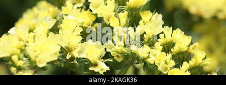 Frühling Mimosen blüht schöne gelbe Zweige in voller Blüte Stockfoto