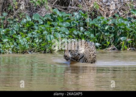 Jaguar waten in flachem Wasser mit grünem Hyazinthen Hintergrund Stockfoto