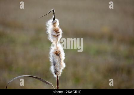 Reife flauschige Keimkopf von Typha latifolia, auch genannt Bulrush oder Gemeine Cattail, im Winter. Die Baumwollflaum wird sich durch den Wind zerstreuen. Stockfoto