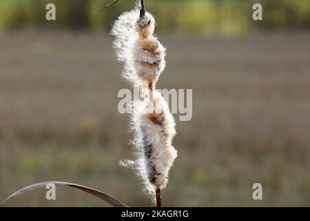 Reife flauschige Keimkopf von Typha latifolia, auch genannt Bulrush oder Gemeine Cattail, im Winter. Die Baumwollflaum wird sich durch den Wind zerstreuen. Stockfoto