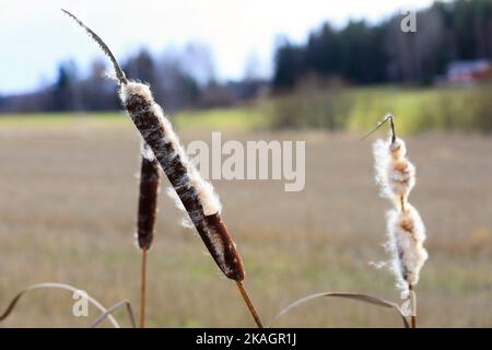 Reife Sämeköpfe von Typha latifolia, auch Bullush oder gewöhnlicher Cattail genannt, im Winter. Die Baumwollflaum wird sich durch den Wind zerstreuen. Stockfoto