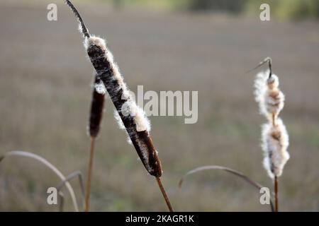 Reife Sämeköpfe von Typha latifolia, auch Bullush oder gewöhnlicher Cattail genannt, im Winter. Die Baumwollflaum wird sich durch den Wind zerstreuen. Flacher Freiheitsgrad Stockfoto