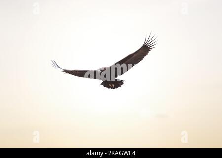 Als Greifvogel, der mit seiner großen Spannweite langsam durch den Himmel ragt, sucht der Adler nach Beute für die Jagd. Stockfoto