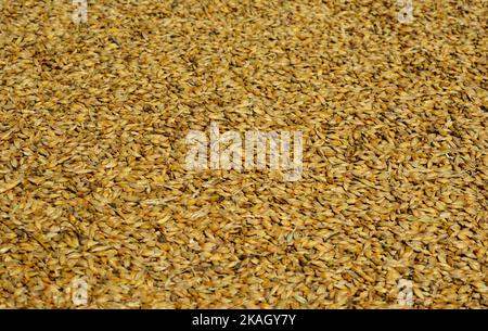 Gerstenkörner strukturierter Hintergrund. Die Gerste (Hordeum vulgare) ist ein wichtiges Getreide, das in gemäßigten Klimazonen weltweit angebaut wird Stockfoto