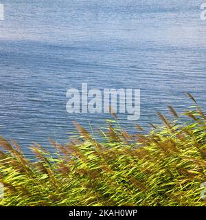 Grünes Schilf bei klarem, windigem Wetter im Sommer, schönes ruhiges blaues Seeufer Stockfoto