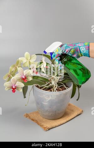 Frau, die sich zu Hause um Pflanzen kümmert und pals-aenopsis Orchideenblumen mit Wasser aus einer Sprühflasche sprüht. Das Konzept von Home Gardening und fl Stockfoto