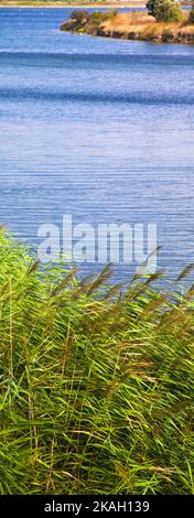 Grünes Schilf bei klarem, windigem Wetter im Sommer, schönes ruhiges blaues Seeufer Stockfoto