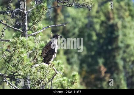 Ein jugendlicher Weißkopfseeadler, der auf einem Baum in Alaska auf der Suche nach einer Beute ist Stockfoto
