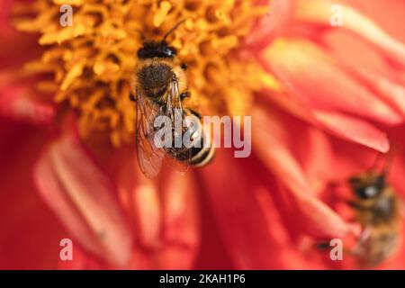 Eine Honigbiene sammelt Pollen auf einer Gartenblume, während eine andere in den Flügeln wartet. Stockfoto