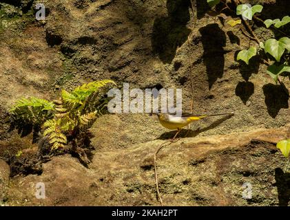 Grey Wagtail Motacilla cinerea thront an der Seite eines Wasserfalls mit seinem Schnabel voller lebender Beute in der Grafschaft Northumberland, Großbritannien Stockfoto