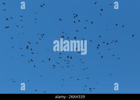 Schar von alpinen Zugvögeln (Pyrrhocorax graculus) im Flug in blauem Himmel Stockfoto