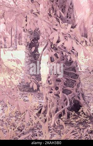 Infrarotbild einer schleichenden Ficus microcarpa-Wurzel um den Stamm der Ölpalme Stockfoto