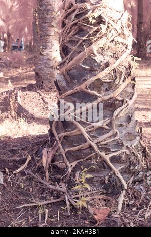 Infrarotbild einer schleichenden Ficus microcarpa-Wurzel um den Stamm der Ölpalme Stockfoto