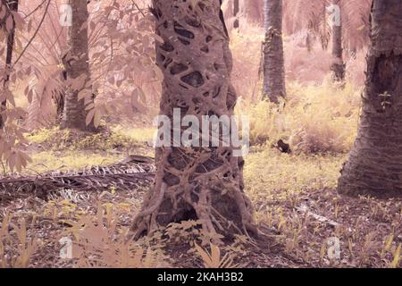 Infrarotbild einer schleichenden Ficus microcarpa-Wurzel um den Stamm der Ölpalme Stockfoto