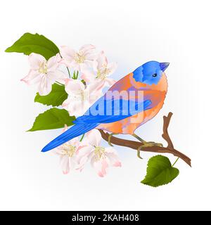 Bluebird kleine Drossel songbirdon auf einem Apfelbaum Zweig vintage Vektor Illustration editierbare Hand zeichnen Stock Vektor