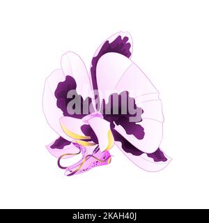 Orchidee mit Flecken lila und weiße Blume Phalaenopsis tropische Pflanze auf einem weißen Hintergrund vintage Vektor botanische Illustration für Design editabl Stock Vektor